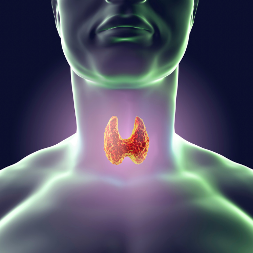 glandula tiroides mariposa cuello ilustracion